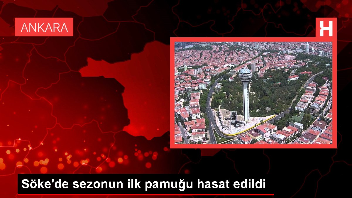 Aydın haber | Söke'de sezonun ilk pamuğu hasat edildi