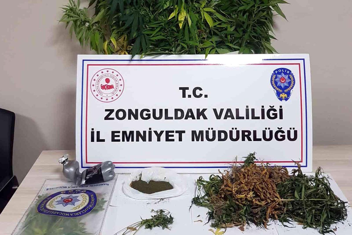 Uyuşturucu operasyonunda 118 kök kenevir ele geçirildi