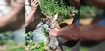Yaralı ceylanın kurtulması için seferber oldular