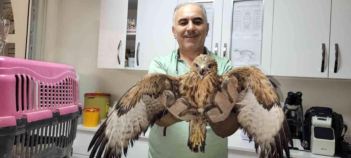 Yaralı şahin ve yavru ibibik koruma altına alındı