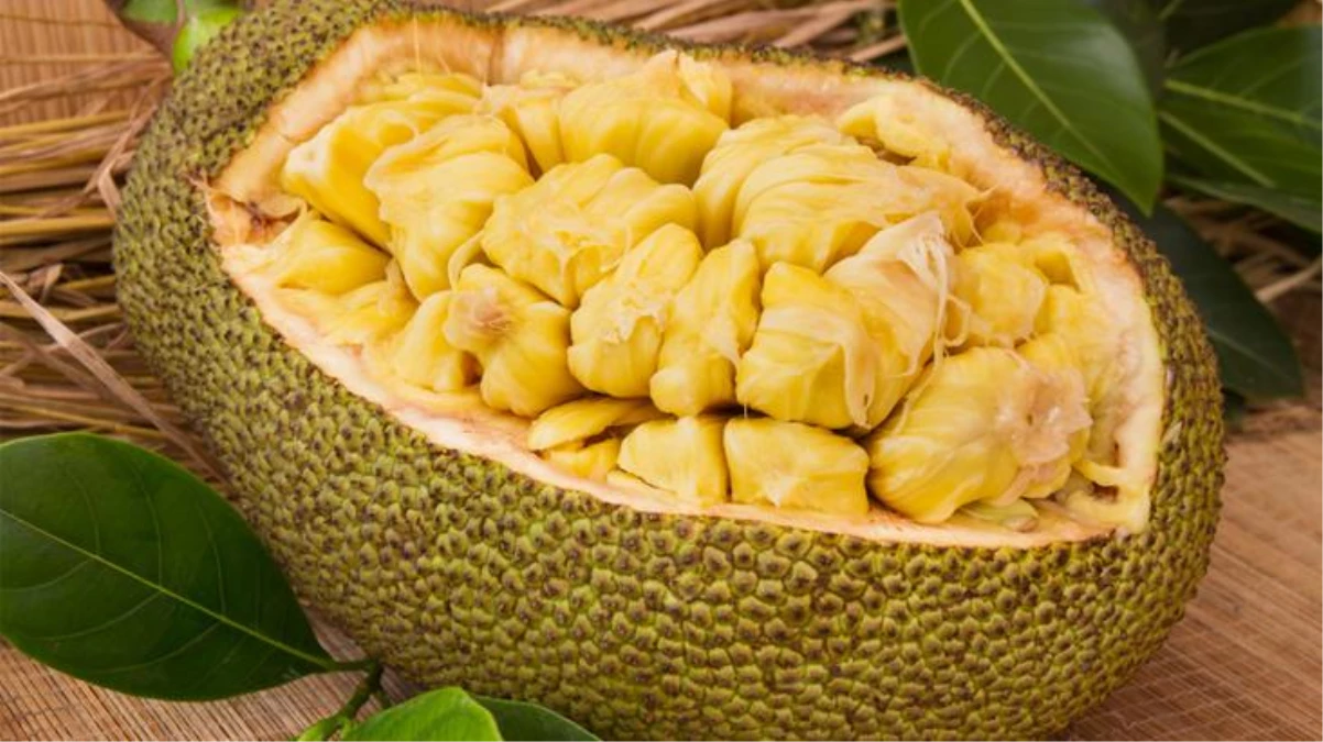 Dünyanın en büyük meyvesi! Jackfruit\'in faydaları saymakla bitmiyor