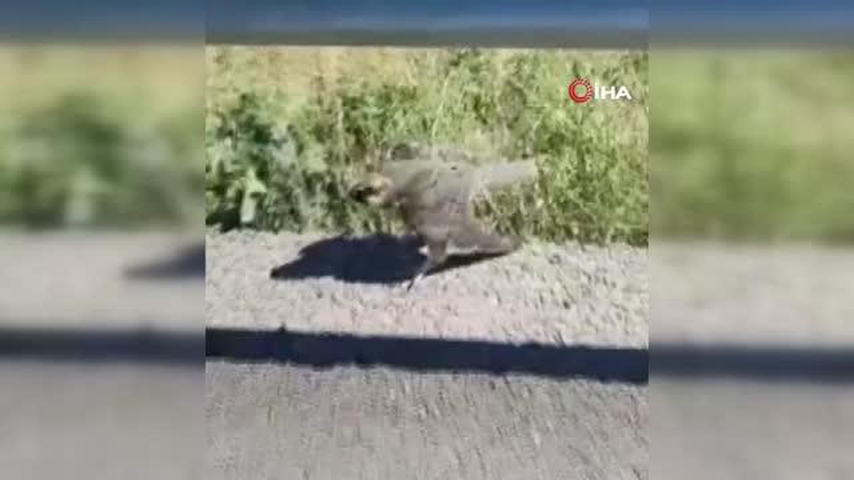Yol kenarında yaralı buldukları doğana yardım eli uzattılar