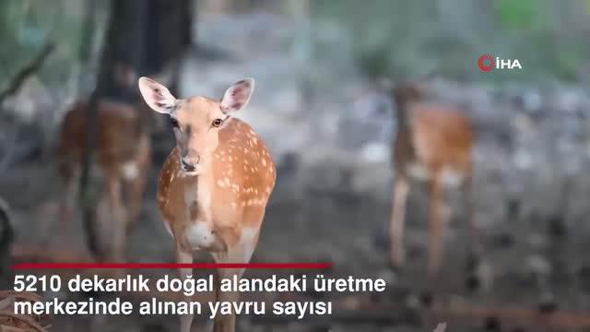 Alageyik sayısında rekor artış gerçekleştirildi