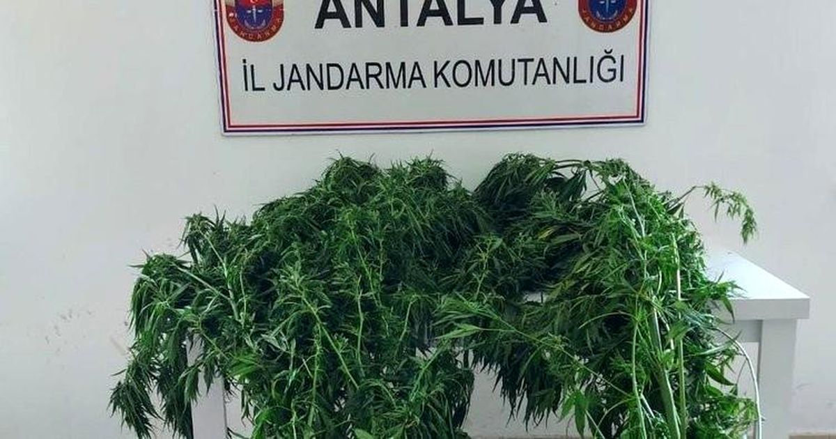 Alanya\'da serada 43 kök kenevir ele geçirildi
