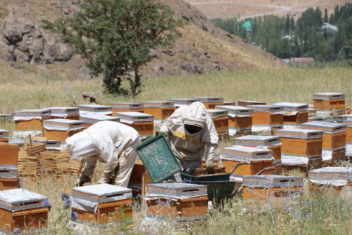 Arıcılar Birliği Başkanı Tandoğan: Van\'da bal verimi yüzde 200 arttı
