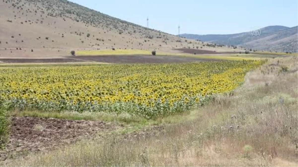 Kırşehir\'de atıl tarım arazileri ayçiçeği ile değerlendiriliyor