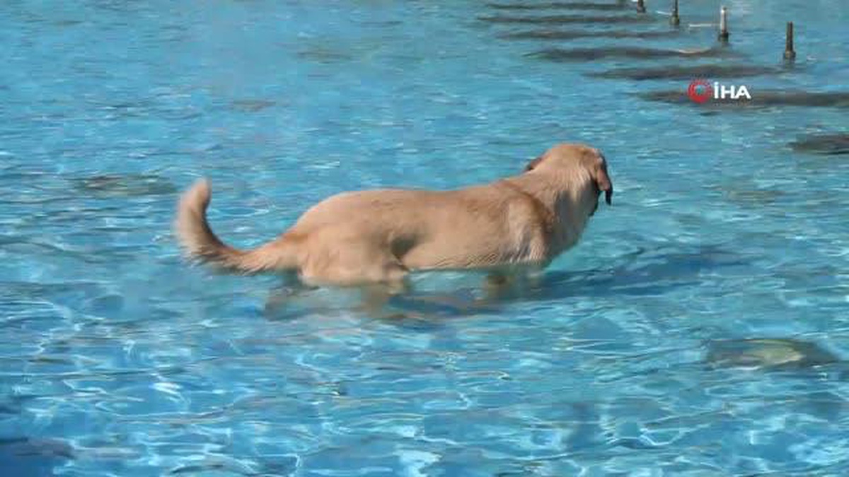 Aydın\'da sıcaktan bunalan köpeğin havuz keyfi