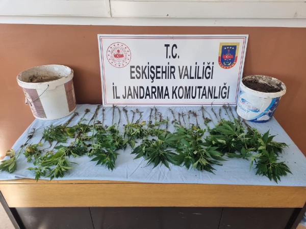 Başkasına ait evin bahçesinde kenevir yetiştiren şüpheliye suçüstü