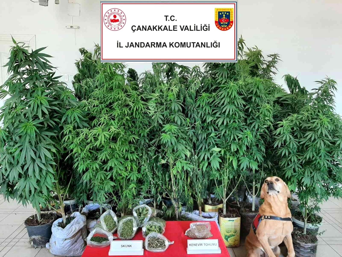Çanakkale\'de uyuşturucu operasyonları: 7 gözaltı