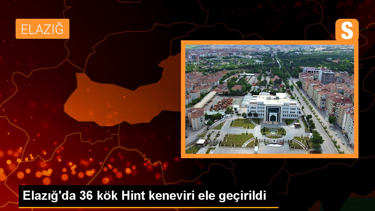 Elazığ\'da 36 kök Hint keneviri ele geçirildi