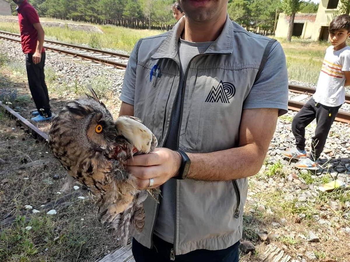 Kars\'ta yaralı Kulaklı Baykuş tedavi altına alındı