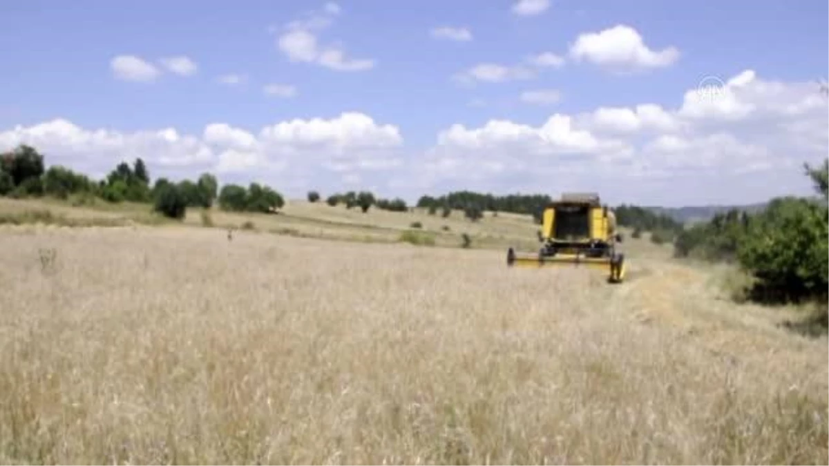 Kastamonu\'da "Hitit buğdayı" siyezin hasadına başlandı