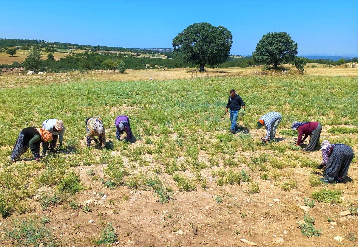 Kekik üreticileri oluşan fiyattan memnun kalmadı