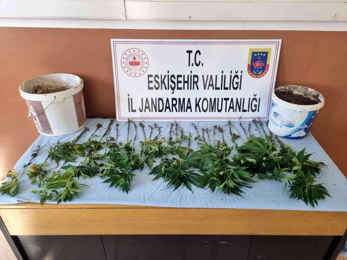 Eskişehir\'de bir evin bahçesine yasadışı ektiği kenevir bitkisini sulayan zanlı yakalandı