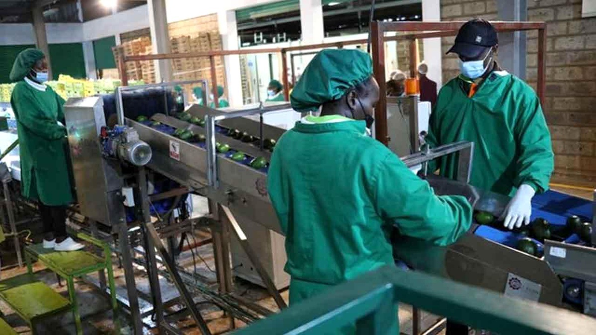 Kenya, Çin\'e Taze Avokado İhracatı Yapan İlk Afrika Ülkesi Oldu