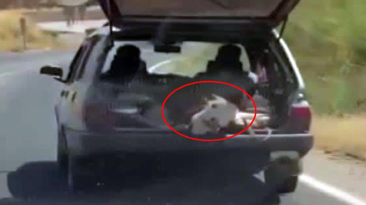Trafikte şaşırtan görüntü! Koca inek otomobilin bagajına konularak taşındı