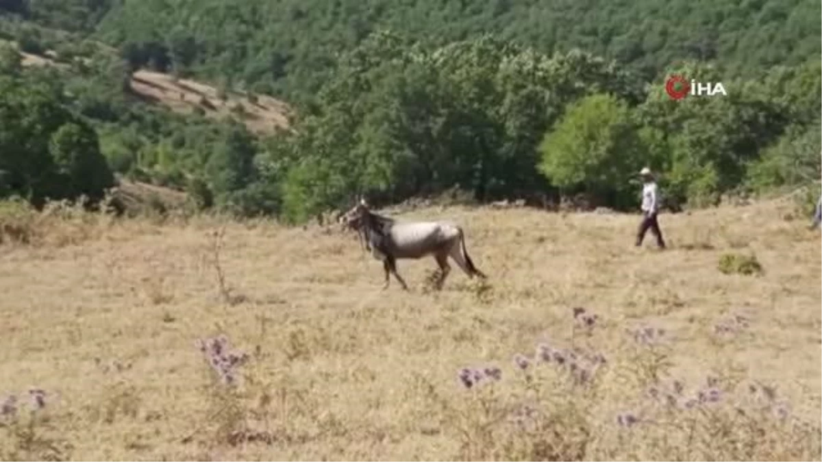 Kurbanda kaçan dana, 26 gün sonra yakalandı