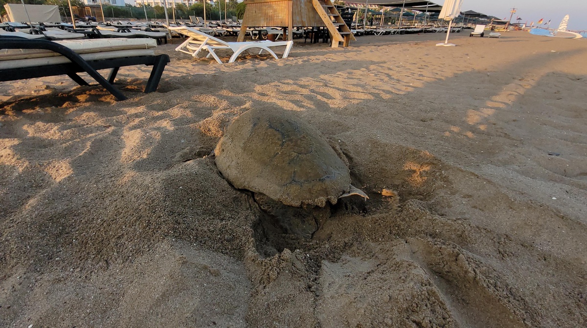 Manavgat\'ta caretta caretta yavruları mavi sularla buluşmaya başladı