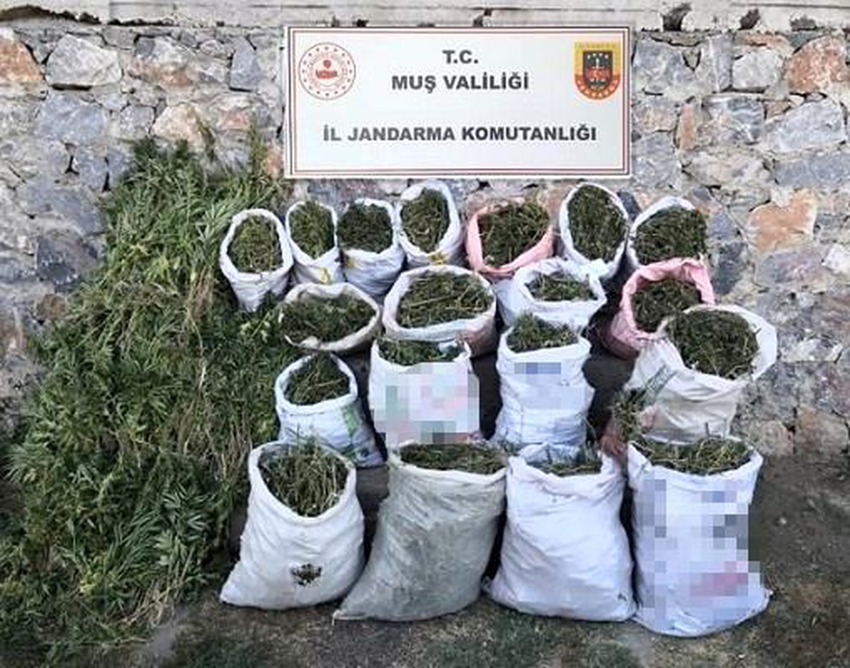 Muş\'ta 184 kilogram kubar esrar ve 6 bin 338 kök kenevir bitkisi ele geçirildi