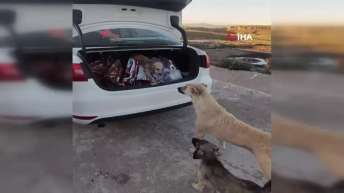 Ön ayaklarını kullanamayan yavru köpek, tedavisinin ardından annesinin yanına koştu