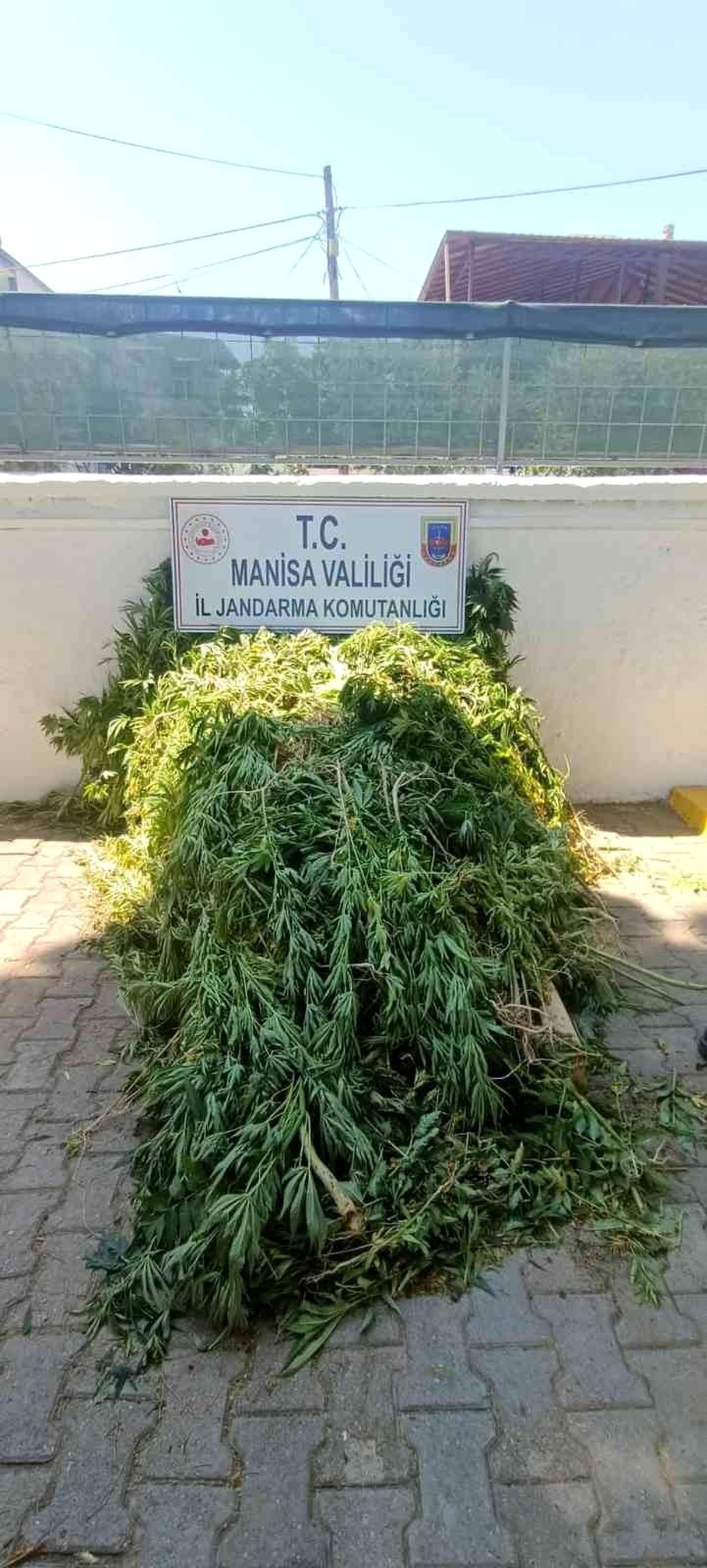 Ormanlık alanda 605 kök kenevir ele geçirildi