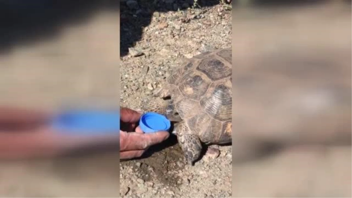 Sıcaktan bunalan kaplumbağaya şişe kapağıyla su içirdiler