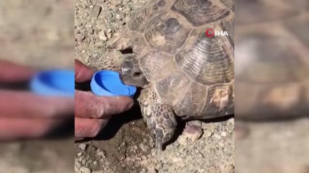 Sıcaktan bayılan kaplumbağaya elleriyle su içirdi