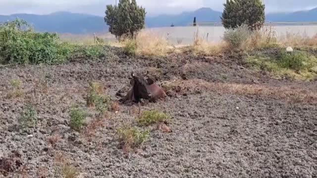 Tokat\'ta gübre yığınına batan ineği itfaiye kurtardı