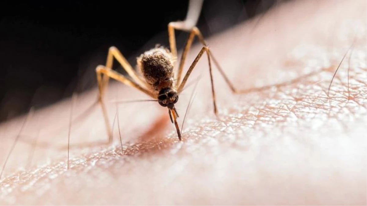 Zika virüsü taşıyan sivrisinekler İstanbul\'da: İlaçlama yeterli değil