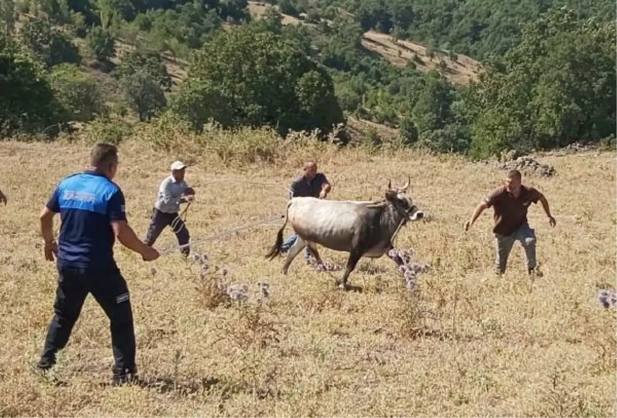 25 gün sonra bulunan boğası için Haluk Levent'ten 30 bin TL istedi