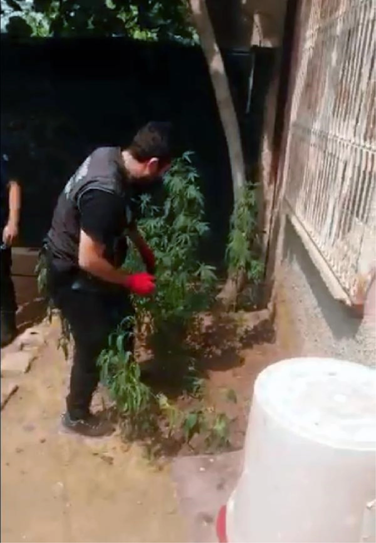 Adana\'da uyuşturucu baskını; bahçede yetiştirilen Hint kenevirleri ele geçirildi