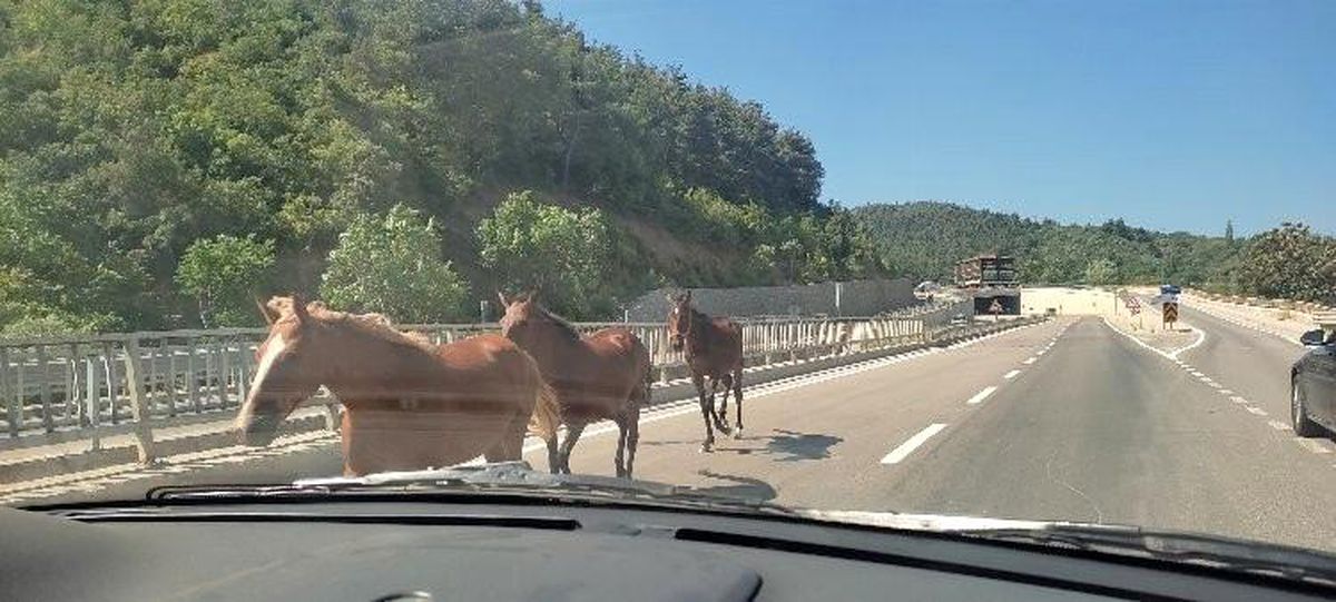 Bursa\'da başıboş atlar trafiği birbirine kattı