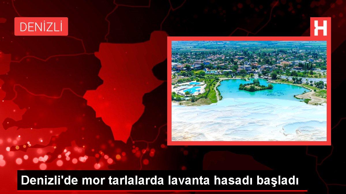 Denizli'de mor tarlalarda lavanta hasadı başladı