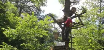 Dev ağaçlarda kara kovan bal mesaisi