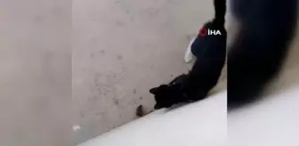 Elazığ'da kedi ile farenin oyunu kamerada
