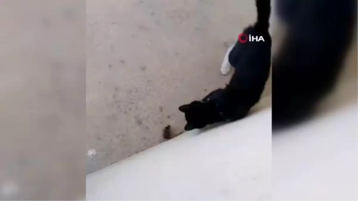 Elazığ'da kedi ile farenin oyunu kamerada