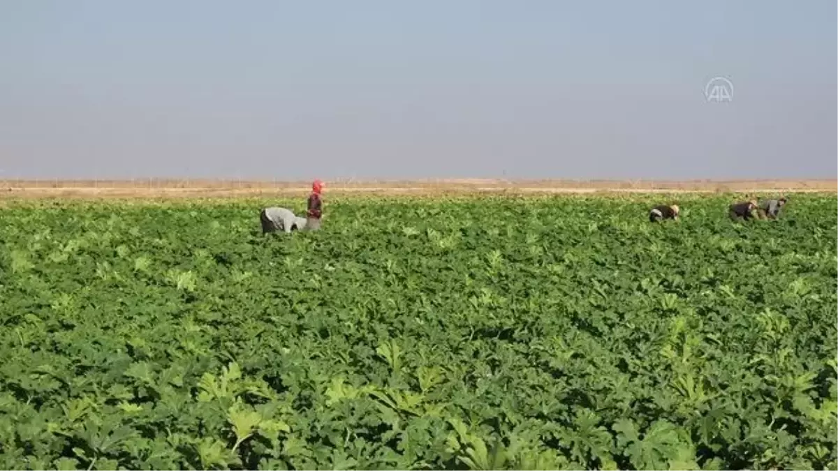 GAZZE – Filistinli çiftçiler, direnişçilerin saldırı ihtimaline karşı İsrail'in güvenlik tedbirlerinin arttırdığını açıkladığı Gazze Şeridi güvenlik...