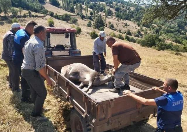 Kurban Bayramı'nda kaçan boğa 25 gün sonra bulundu! Kesileceğini öğrenen Haluk Levent harekete geçti