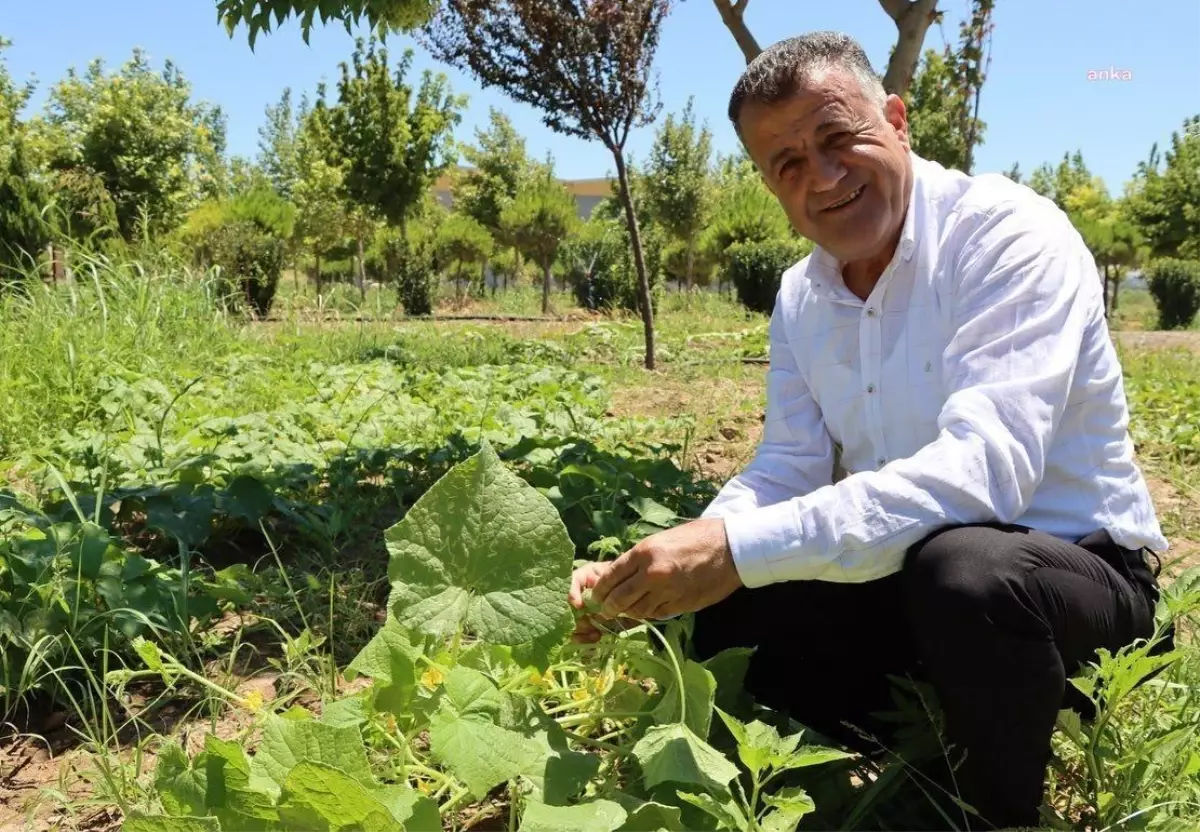 Reyhanlı Belediyesi Kent Ormanı İlk Meyvelerini Verdi