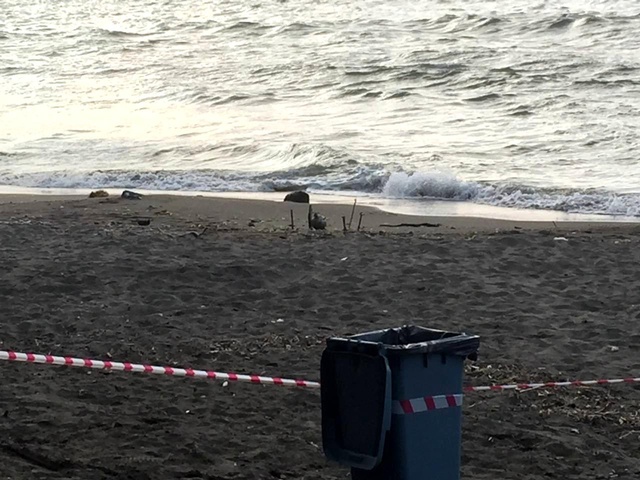 Rus yapımı mayın tetikleyicisi Ordu sahiline vurdu Rus yapımı mayın tetikleyicisi Ordu sahiline vurdu