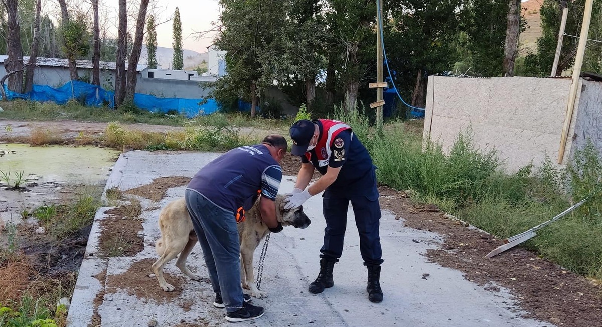 Sivas\'ta köpeklerini aç ve susuz bırakan kişiye idari para cezası uygulandı
