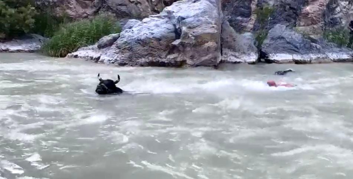 Tonluk boğasıyla Çoruh Nehri\'ni yüzerek karşıdan karşıya geçti