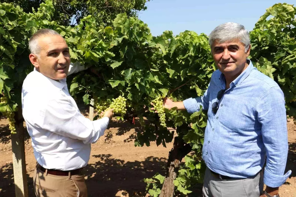 Üzümde salkım güvesine karşı biyoteknik mücadele