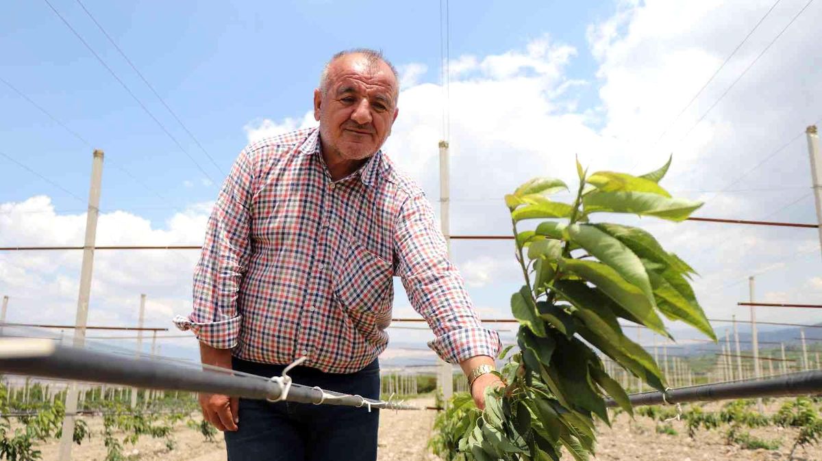 Yerden hasat edilecek bodur kirazlar üreticinin maliyetini azaltacak