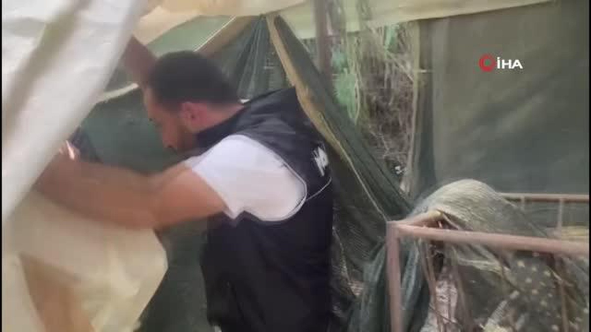 Zehir tarlasına polis baskını: 4 metrelik kenevirler yakalandı