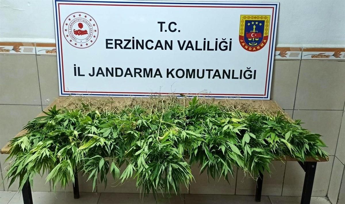 302 kök kenevir bitkisi ele geçirildi