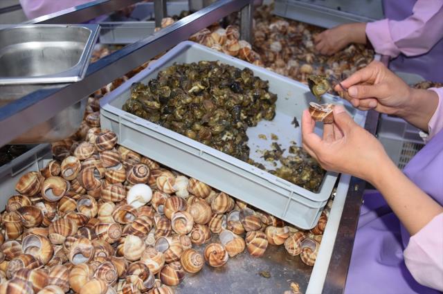 Bilecik'ten Fransa'ya 700 ton 'salyangoz dolması' ihraç ediliyor Bilecik'ten Fransa'ya 700 ton 'salyangoz dolması' ihraç ediliyor