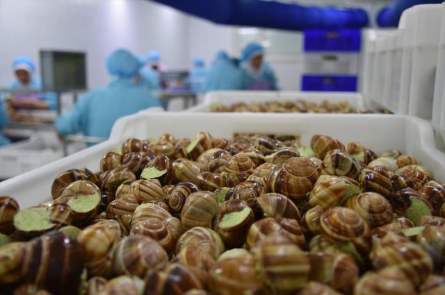 Bilecik'ten Fransa'ya 700 ton 'salyangoz dolması' ihraç ediliyor Bilecik'ten Fransa'ya 700 ton 'salyangoz dolması' ihraç ediliyor