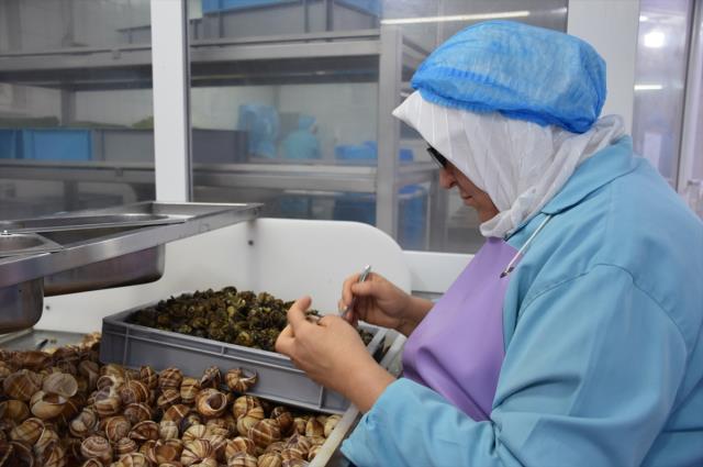 Bilecik'ten Fransa'ya 700 ton 'salyangoz dolması' ihraç ediliyor Bilecik'ten Fransa'ya 700 ton 'salyangoz dolması' ihraç ediliyor