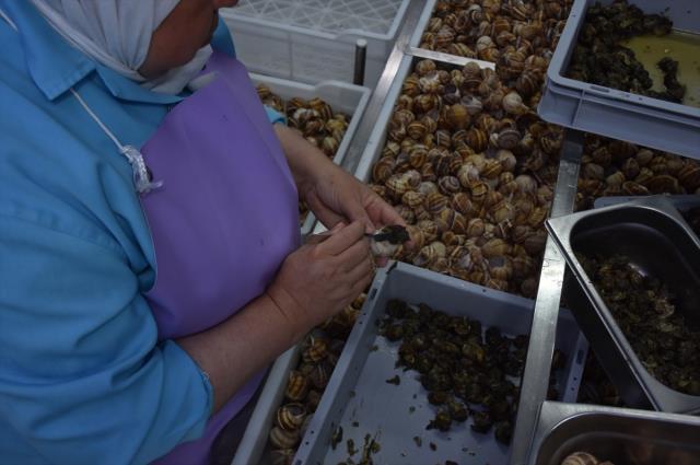 Bilecik'ten Fransa'ya 700 ton 'salyangoz dolması' ihraç ediliyor Bilecik'ten Fransa'ya 700 ton 'salyangoz dolması' ihraç ediliyor